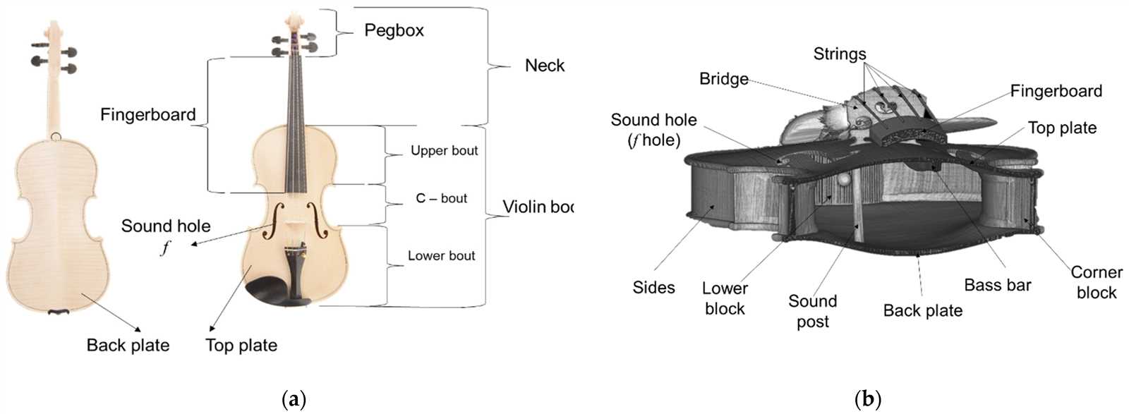 parts of a violin diagram